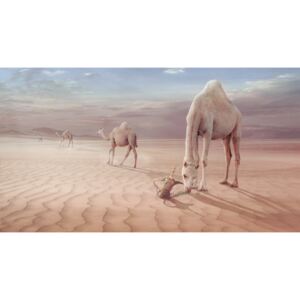 Fotografii artistice Camels Trip, sulaiman almawash