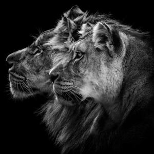 Fotografii artistice Lion and Lioness Portrait, Laurent Lothare Dambreville