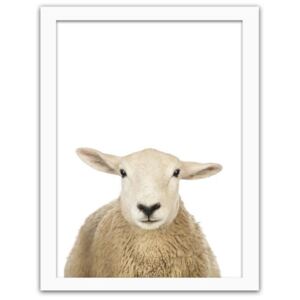 CARO Imagine în cadru - Sheep Portrait 40x50 cm