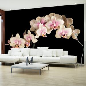 Fototapet Bimago - Blooming Orchid + Adeziv gratuit 450x270 cm