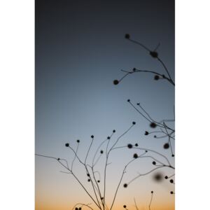 Fotografii artistice Plants with sunset sky, Javier Pardina