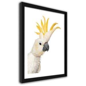 CARO Imagine în cadru - Sulfur-Crested Cockatoo 30x40 cm Negru