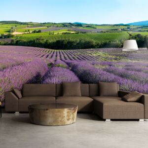 Fototapet - Lavender fields 400x309 cm