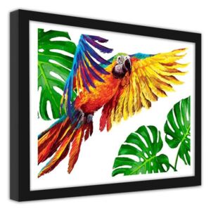 CARO Imagine în cadru - Colorful Parrots 40x30 cm Negru