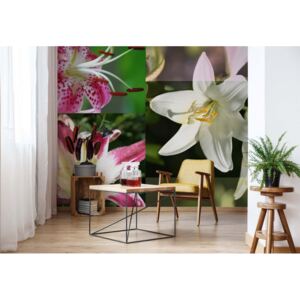 Fototapet GLIX - Flowers Lilies + adeziv GRATUIT Papírová tapeta - 368x254 cm