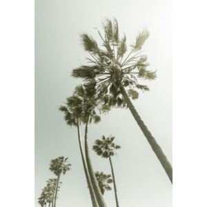 Fotografii artistice Vintage Palm Trees in the sun, Melanie Viola