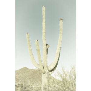 Fotografii artistice SAGUARO NATIONAL PARK Giant Saguaro | Vintage, Melanie Viola