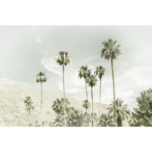 Fotografii artistice Palm Trees in the desert | Vintage, Melanie Viola