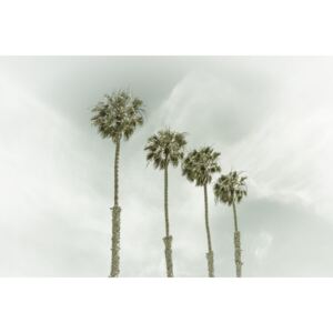 Fotografii artistice California Vintage Palm Trees, Melanie Viola