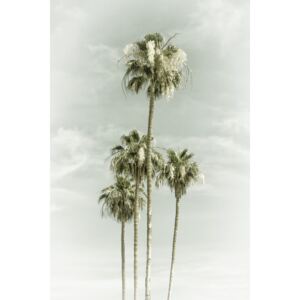 Fotografii artistice Vintage Palm Trees Skyhigh, Melanie Viola