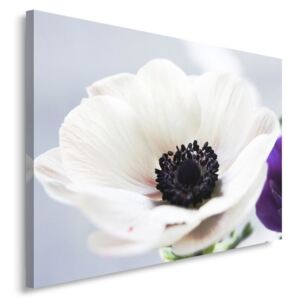 CARO Tablou pe pânză - White Anemone On A Gray Background 40x30 cm