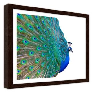 CARO Imagine în cadru - A Peacock With A Tail Spread 50x40 cm Maro