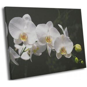CARO Tablou pe pânză - White Orchids 50x40 cm