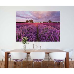 Komar Fototapet - Lavendel