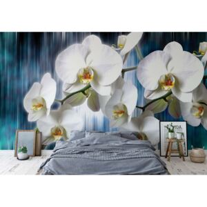 Fototapet - Flowers Orchids Vliesová tapeta - 416x254 cm