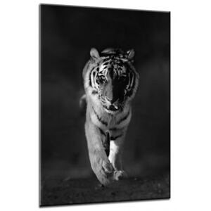 Tablou pe sticlă - Styler Tiger 70x100 cm
