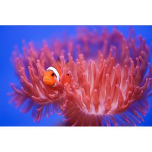 Fotografii artistice Finding Nemo, Wendy
