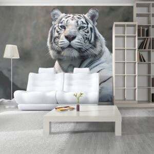 Fototapet Bimago - Bengali Tiger In Zoo + Adeziv gratuit 450x270 cm