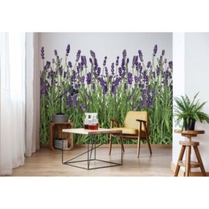 Fototapet - Lavender Vliesová tapeta - 254x184 cm