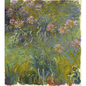 Agapanthus, 1914-26 Reproducere, Claude Monet