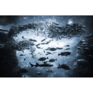 Fotografii artistice Underwater exploration, Takashi Suzuki
