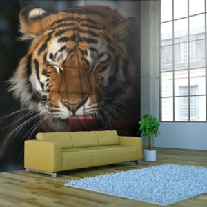 Fototapet Bimago - Siberian Tiger + Adeziv gratuit 200x154 cm