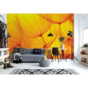 Fototapet - Orange Dandelion Vliesová tapeta - 416x254 cm