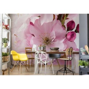 Fototapet - Flowers Cherry Blossom Pink Vliesová tapeta - 250x104 cm