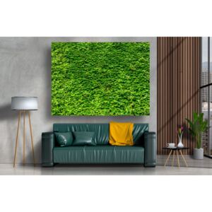Tablou Canvas - Zidul verde