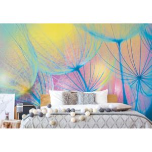 Fototapet - Rainbow Dandelion Vliesová tapeta - 250x104 cm