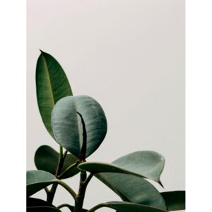 Fotografii artistice plant leaf, Finlay Noa