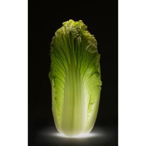Fotografii artistice Chinese cabbage, Wieteke de Kogel