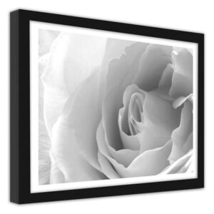CARO Imagine în cadru - White Rose 3 40x30 cm Negru
