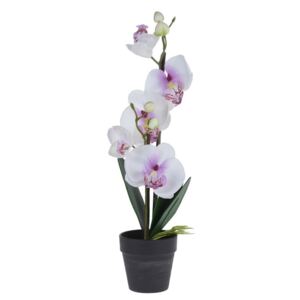 Orchidej v květináči bílá, 38 cm