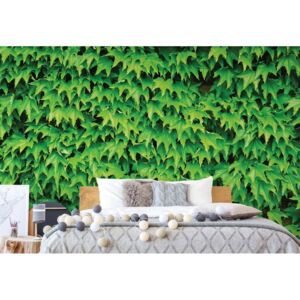Fototapet - Green Leaf Wall Vliesová tapeta - 254x184 cm
