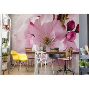 Fototapet - Flowers Cherry Blossom Pink Vliesová tapeta - 416x254 cm
