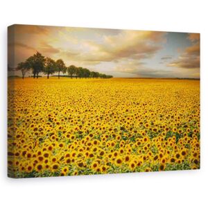 Tablou canvas - Floarea soarelui, Peisaj