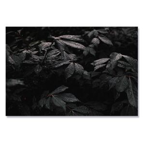 Tablou Canvas - Frunze, Alb-negru