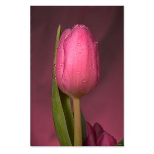 Tablou Canvas - Lalea, Floare, Roz