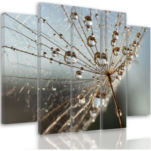 CARO Tablou pe pânză - Drops Of Dew And Spiderweb 100x70 cm