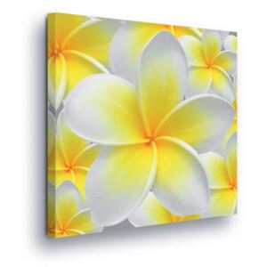 Tablou - Yellow-White Flowers 50x70 cm