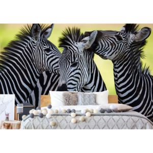 Fototapet - Zebras Vliesová tapeta - 206x275 cm