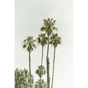 Fotografii artistice Palm Trees Summertime | Vintage, Melanie Viola