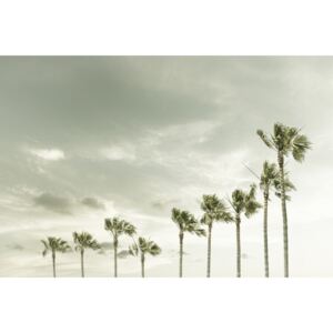 Fotografii artistice Vintage Palm Trees at the beach, Melanie Viola