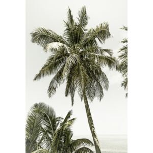 Fotografii artistice Palm Trees at the beach | Vintage, Melanie Viola