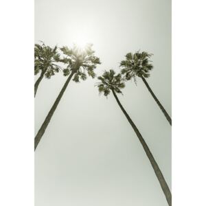Fotografii artistice Palm Trees in the sun | Vintage, Melanie Viola