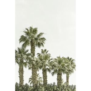 Fotografii artistice Vintage palm trees at the beach, Melanie Viola