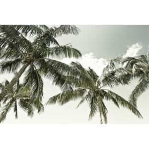 Fotografii artistice Vintage Palm Trees, Melanie Viola