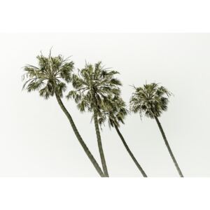Fotografii artistice Palm trees by the sea | Vintage, Melanie Viola