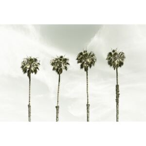 Fotografii artistice Minimalist Palm Trees | Vintage, Melanie Viola